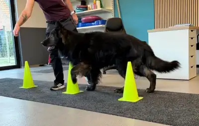 Oefentherapie